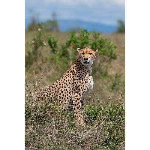 Hopkins, Cindy Miller 아티스트의 Africa-Kenya-Serengeti Plains-Maasai Mara-Female cheetah-endangered species작품입니다.